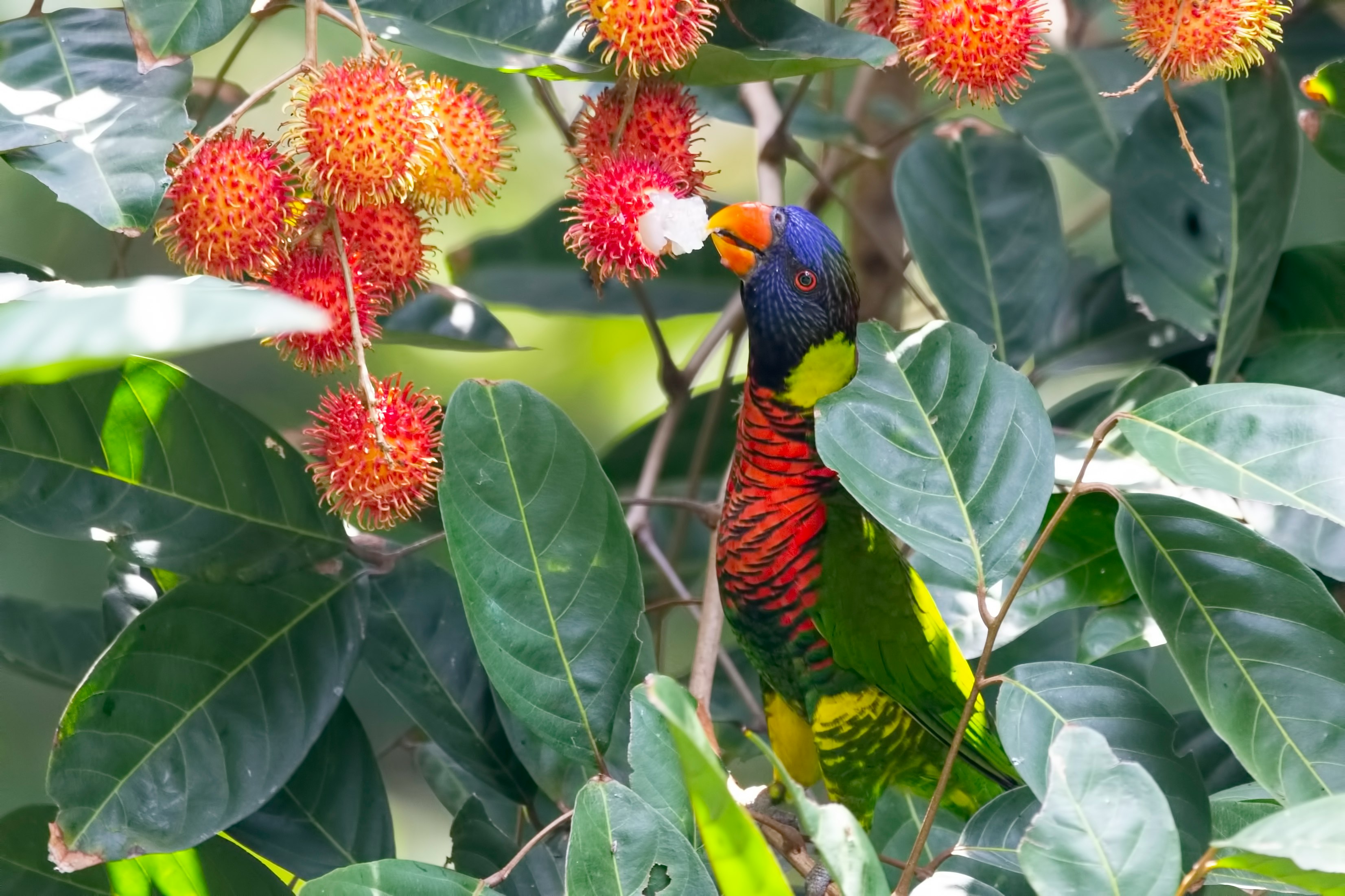 red, green, and blue parrot eating rambutan